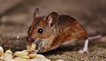 24 Hour & Emergency Exterminators in Saint Peter, MN